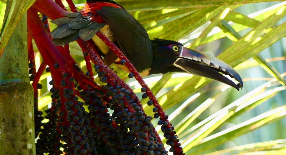 Bijzondere vogels Costa Rica